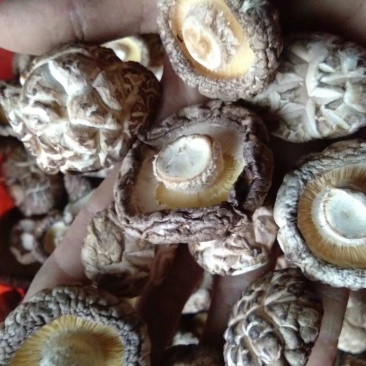 优质花菇大量供货50斤起批常年经营保证质量