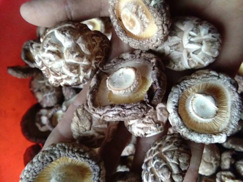 优质花菇大量供货50斤起批常年经营保证质量