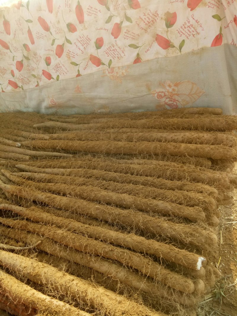 河北邢台市任县白玉山药