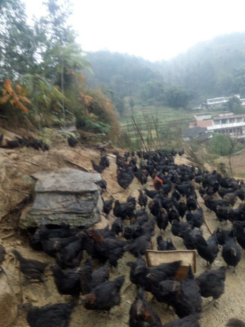 山地放养