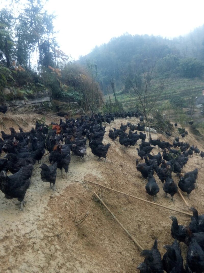 山地放养
