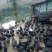 山地放养