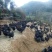 山地放养