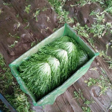 精品叶菜