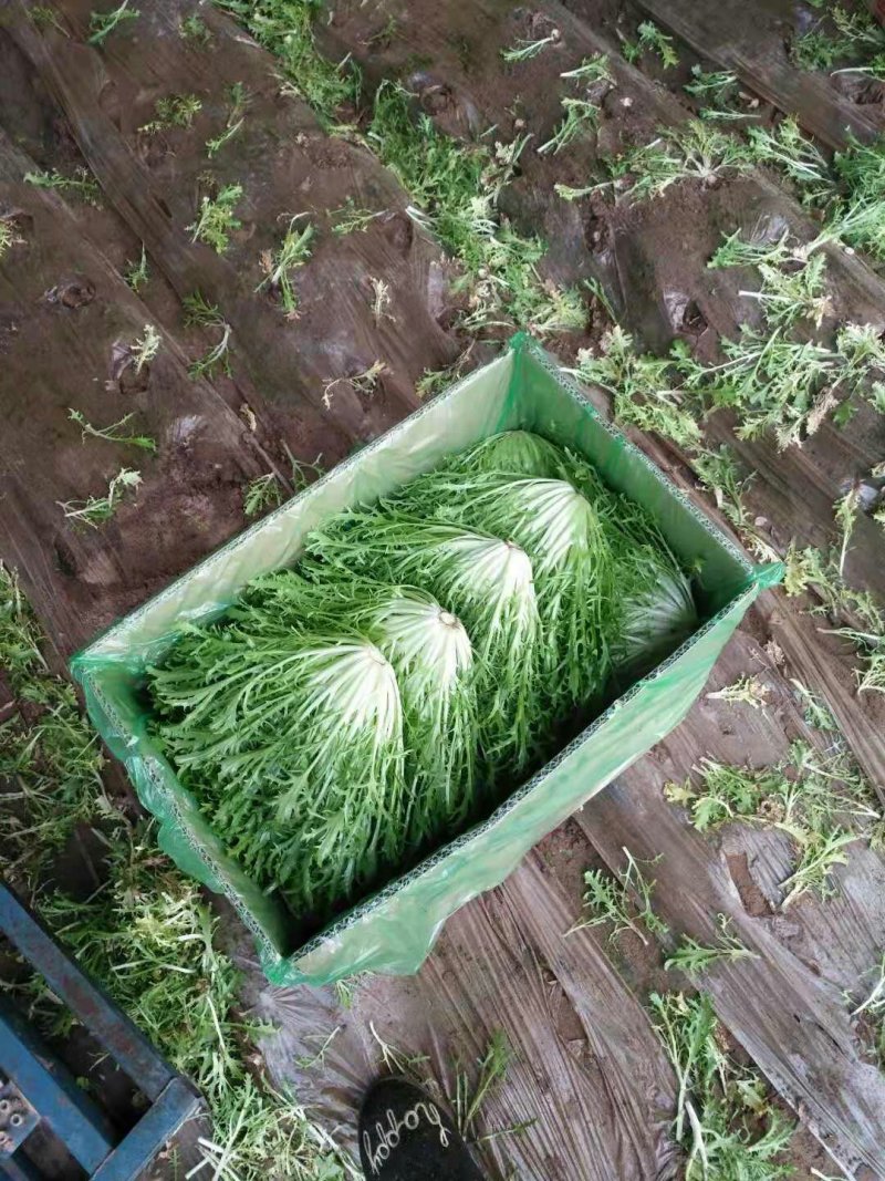 精品叶菜