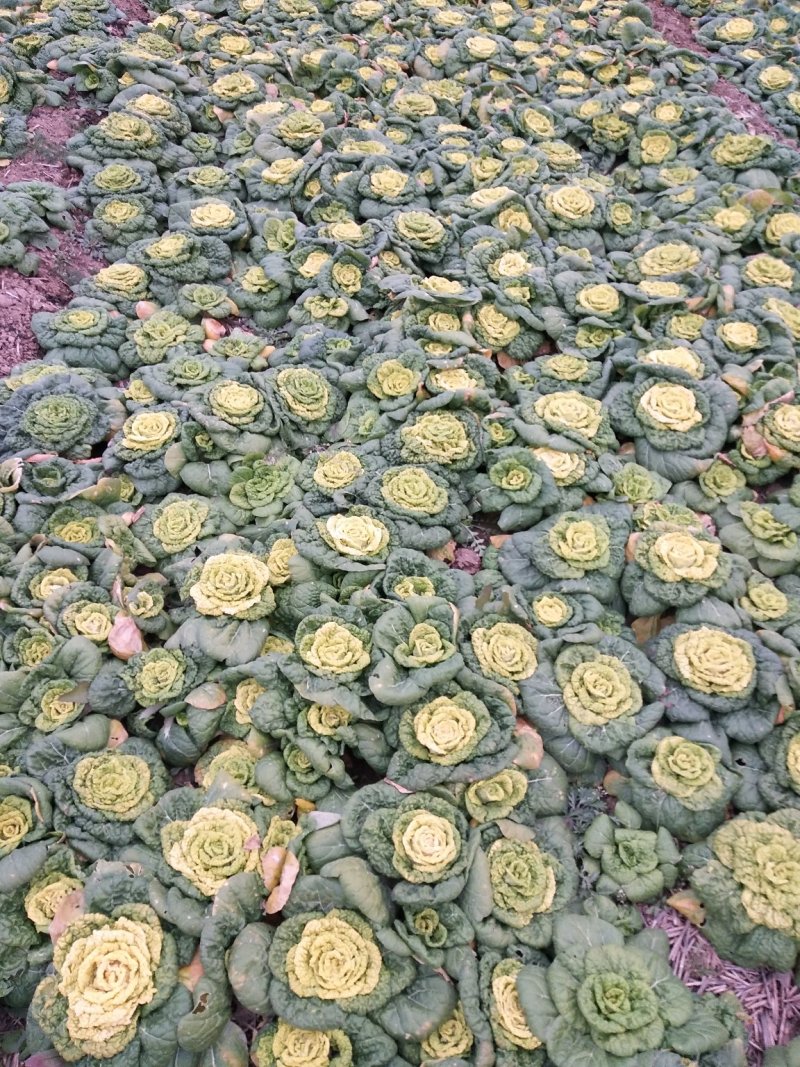 大量供应黄心菜