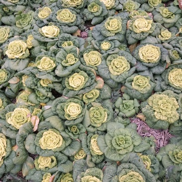 大量供应黄心菜
