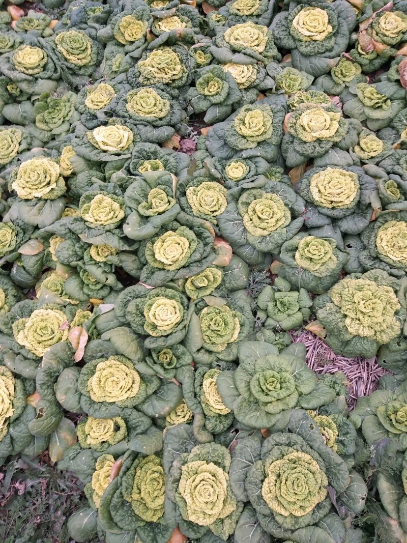大量供应黄心菜