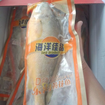 大黄鱼0.8/1斤一条，一箱5条