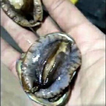 小鲍鱼99米48只