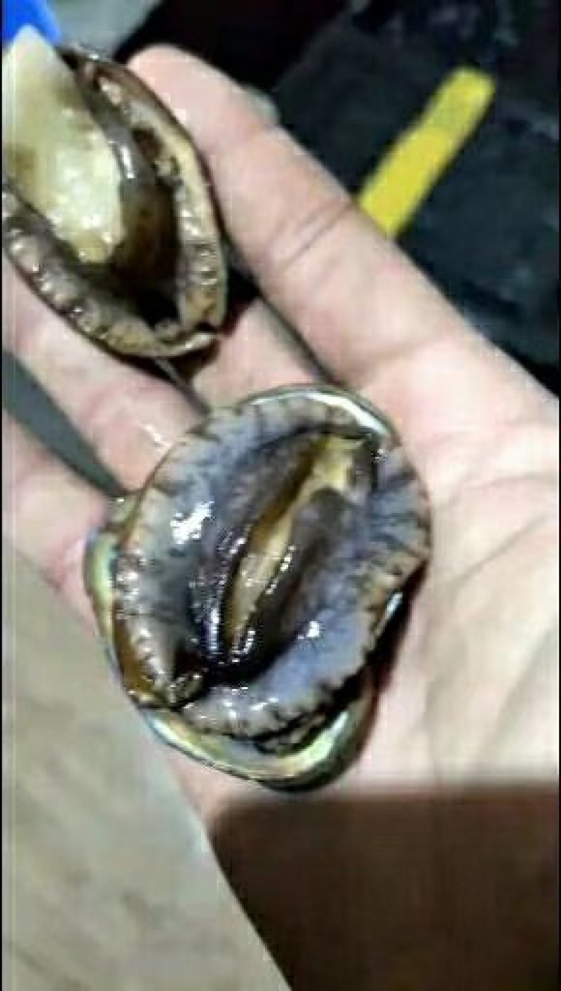 小鲍鱼99米48只