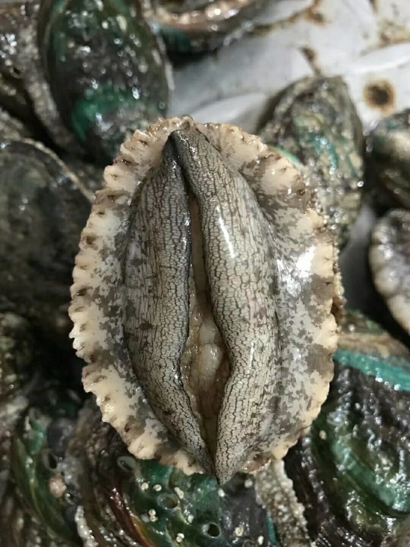 小鲍鱼99米48只