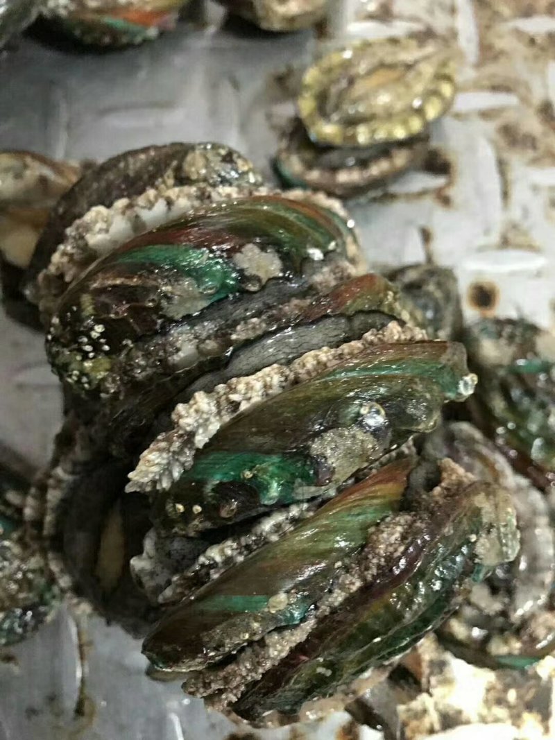 小鲍鱼99米48只