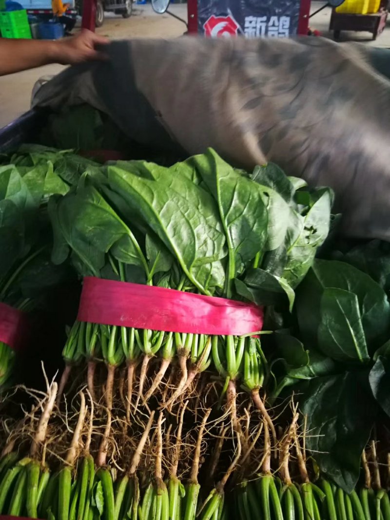 【大叶菠菜】万亩精品大棚菠菜直发欢迎采购