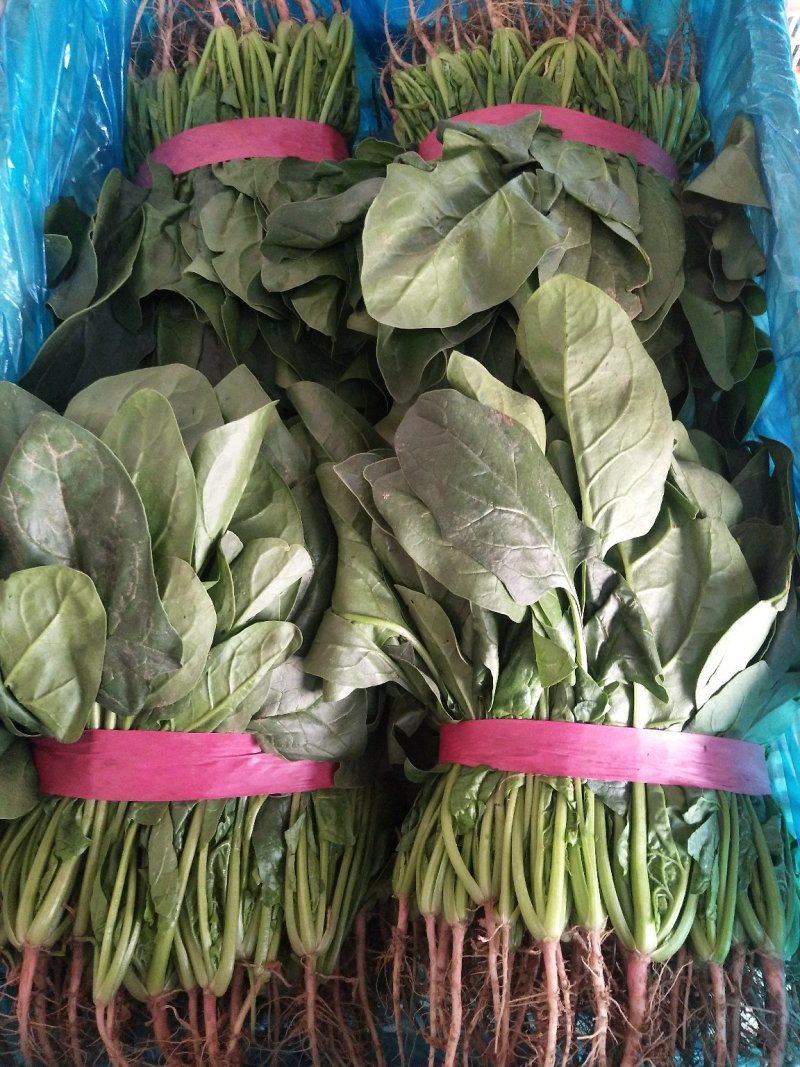 精品【大叶菠菜】万亩精品大棚菠菜直发欢迎采购