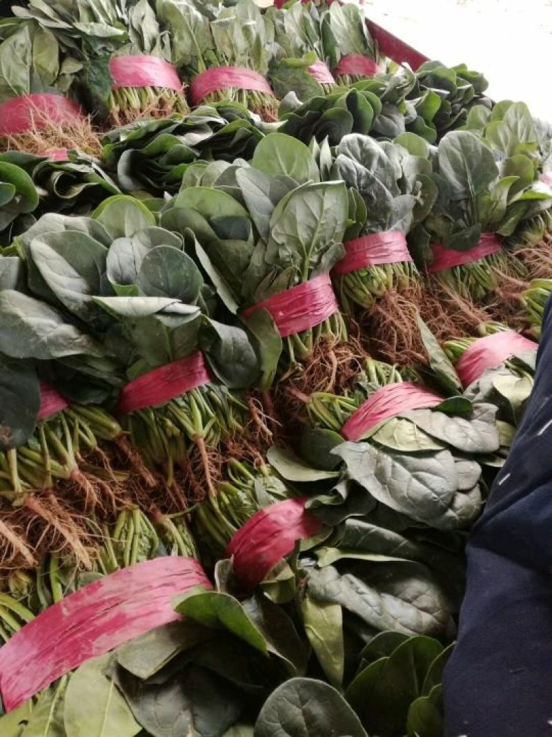 精品【大叶菠菜】万亩精品大棚菠菜直发欢迎采购