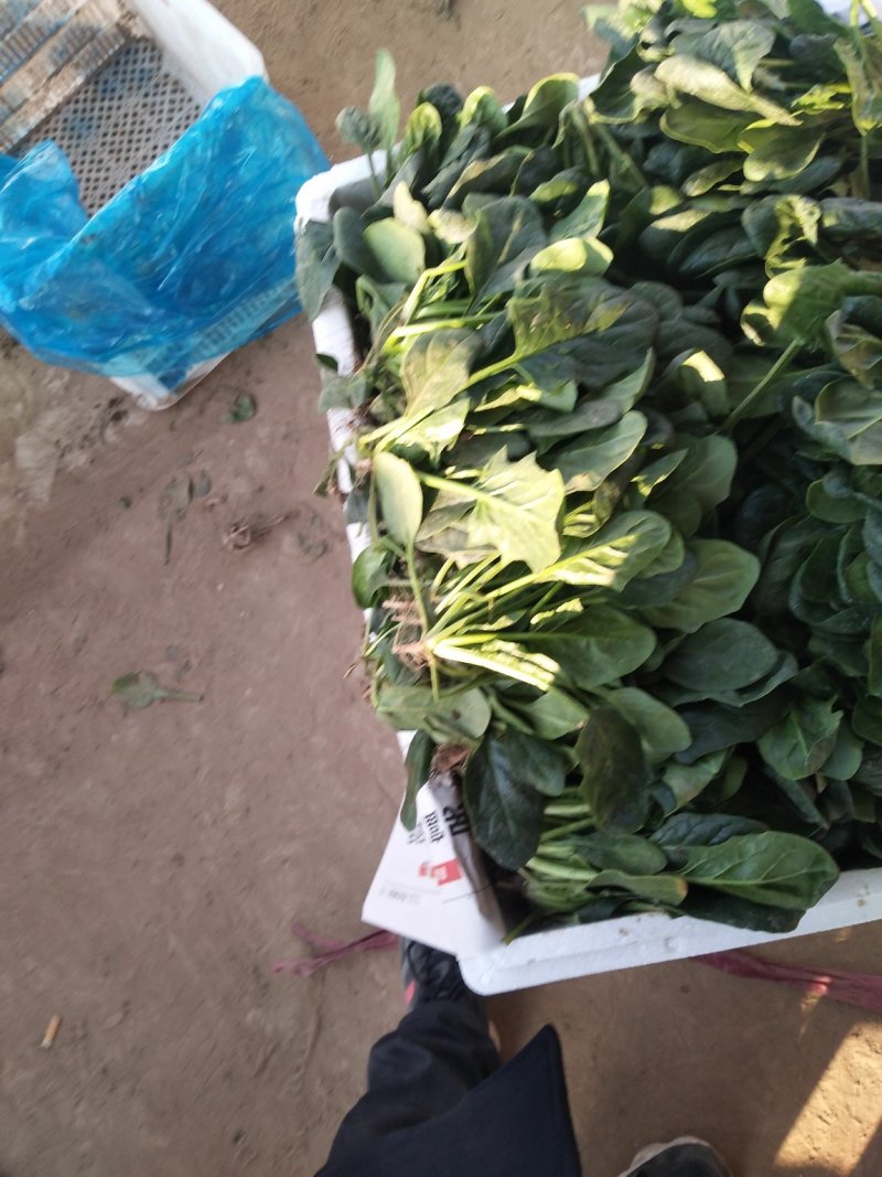 精品【小菠菜】散装精品大棚小菠菜！承接全国各地商家和超市