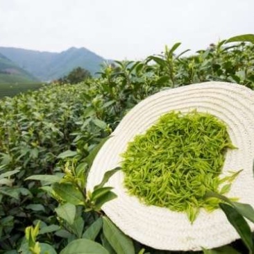 安吉白茶，特色绿茶