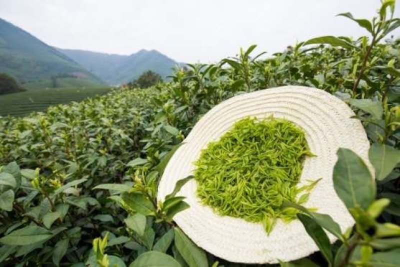安吉白茶，特色绿茶