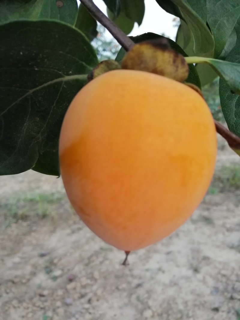 正宗富平庄里柿饼