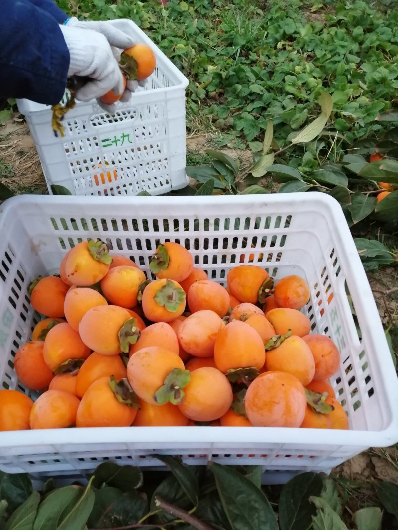 正宗富平庄里柿饼