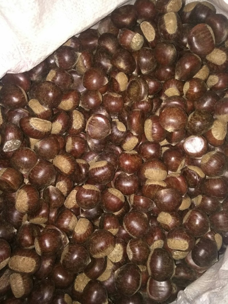 （现货）云南鲜板栗炒栗中批发中栗，规格齐全量大从优