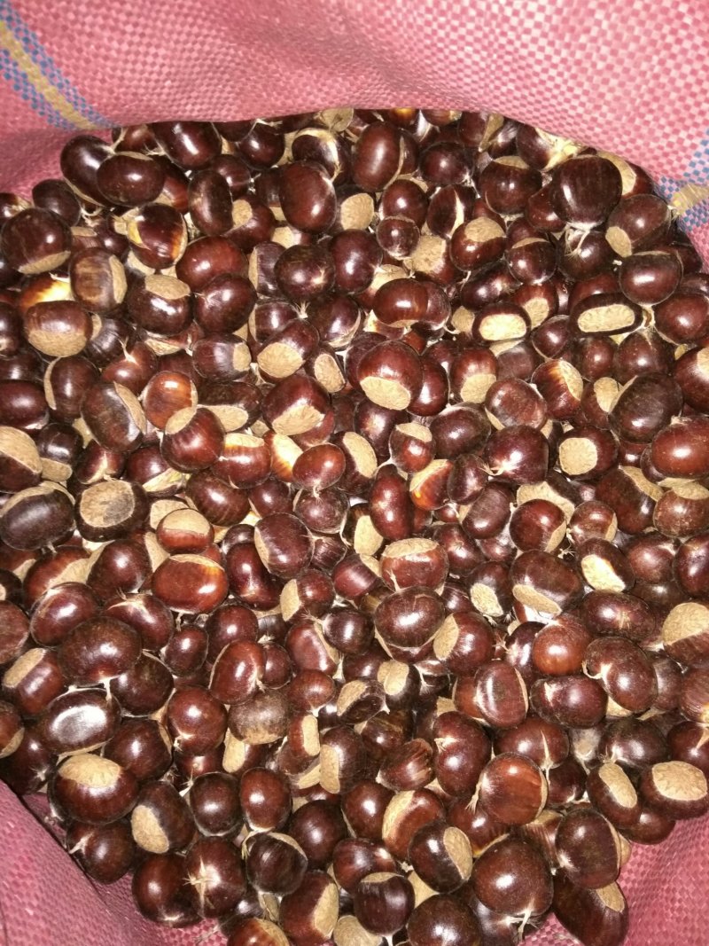 （现货）云南鲜板栗炒栗中批发中栗，规格齐全量大从优