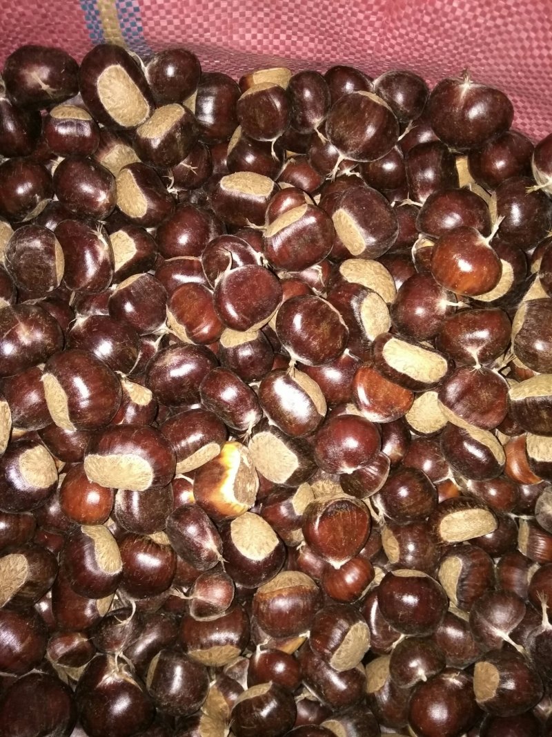 （现货）云南鲜板栗炒栗中批发中栗，规格齐全量大从优