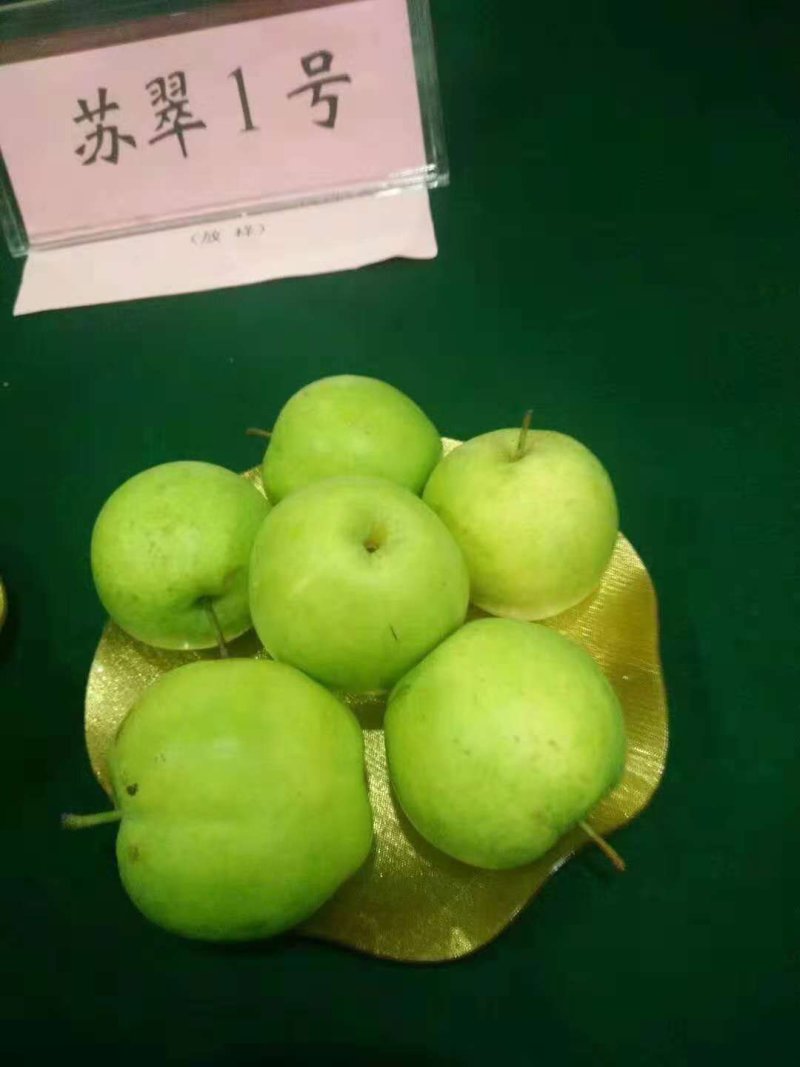 梨树苗，桃树苗占地用树苗