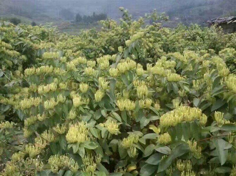 湘蕾金银花种苗火爆销售中