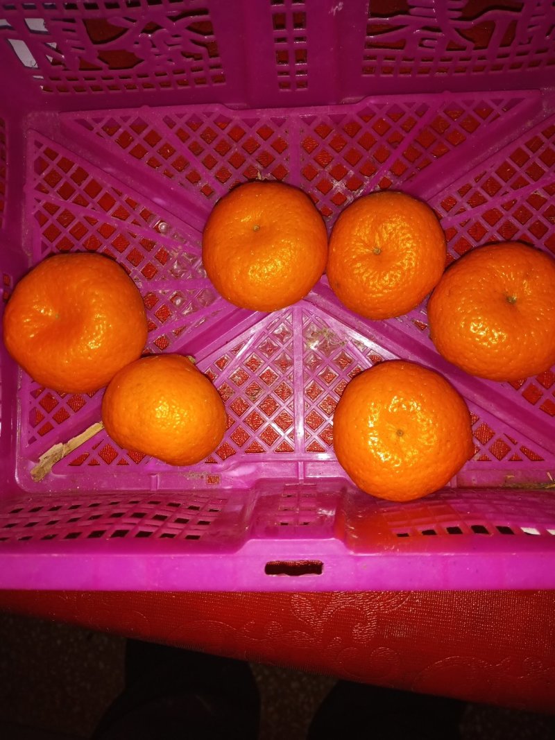沙糖柑苗:苗场直供，可以视频看苗下单