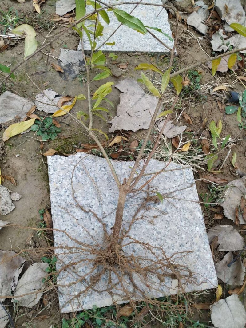 石榴苗怀远石榴苗白玉石榴苗