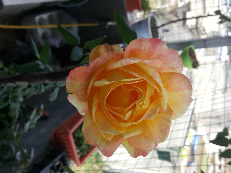 长期供应各种规格茶花，各种室内外盆栽，绿化工程苗木。