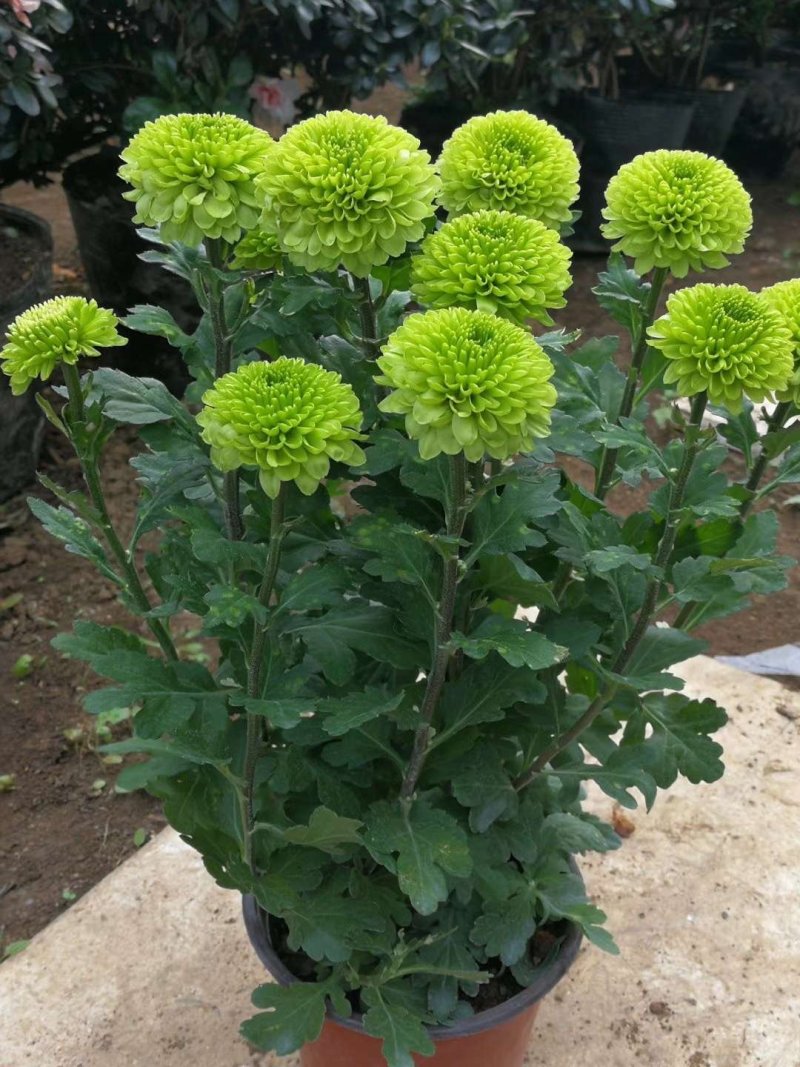长期供应各种规格茶花，各种室内外盆栽，绿化工程苗木。