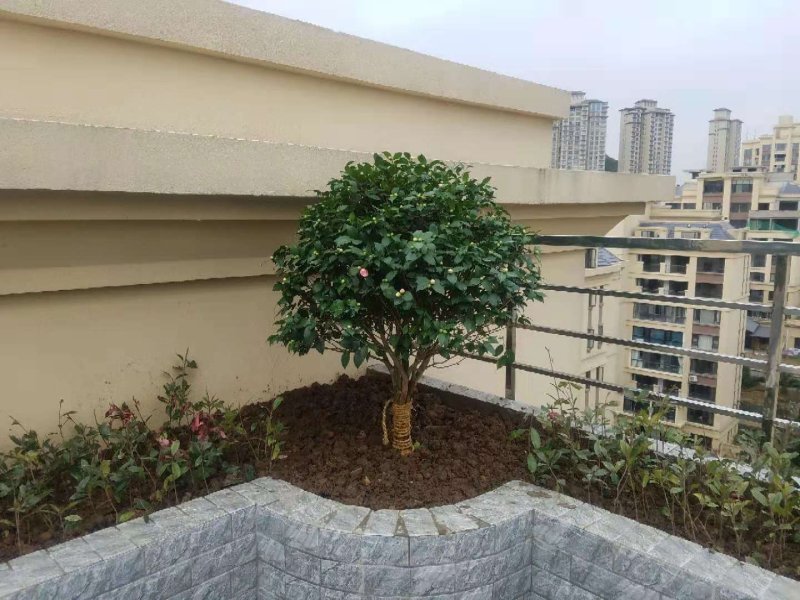 长期供应各种规格茶花，各种室内外盆栽，绿化工程苗木。