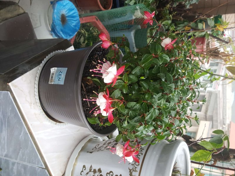 长期供应各种规格茶花，各种室内外盆栽，绿化工程苗木。