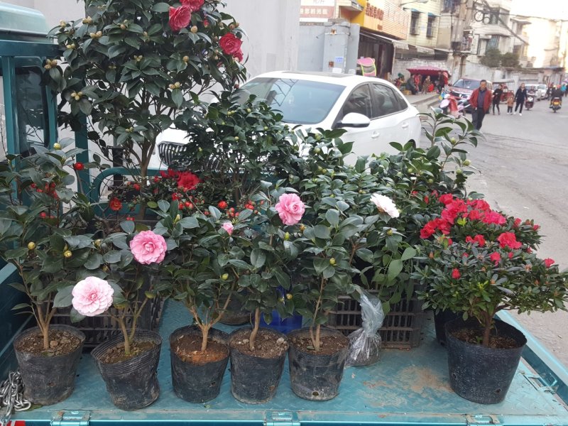 长期供应各种规格茶花，各种室内外盆栽，绿化工程苗木。