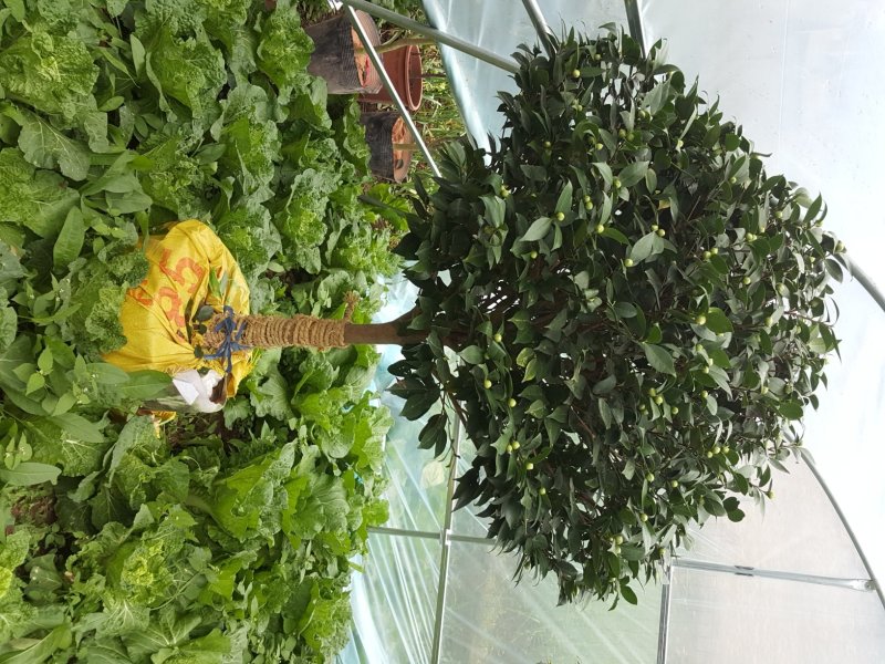 长期供应各种规格茶花，各种室内外盆栽，绿化工程苗木。