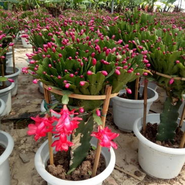 单层蟹爪兰【锦上添花】漳州基地大棚种植