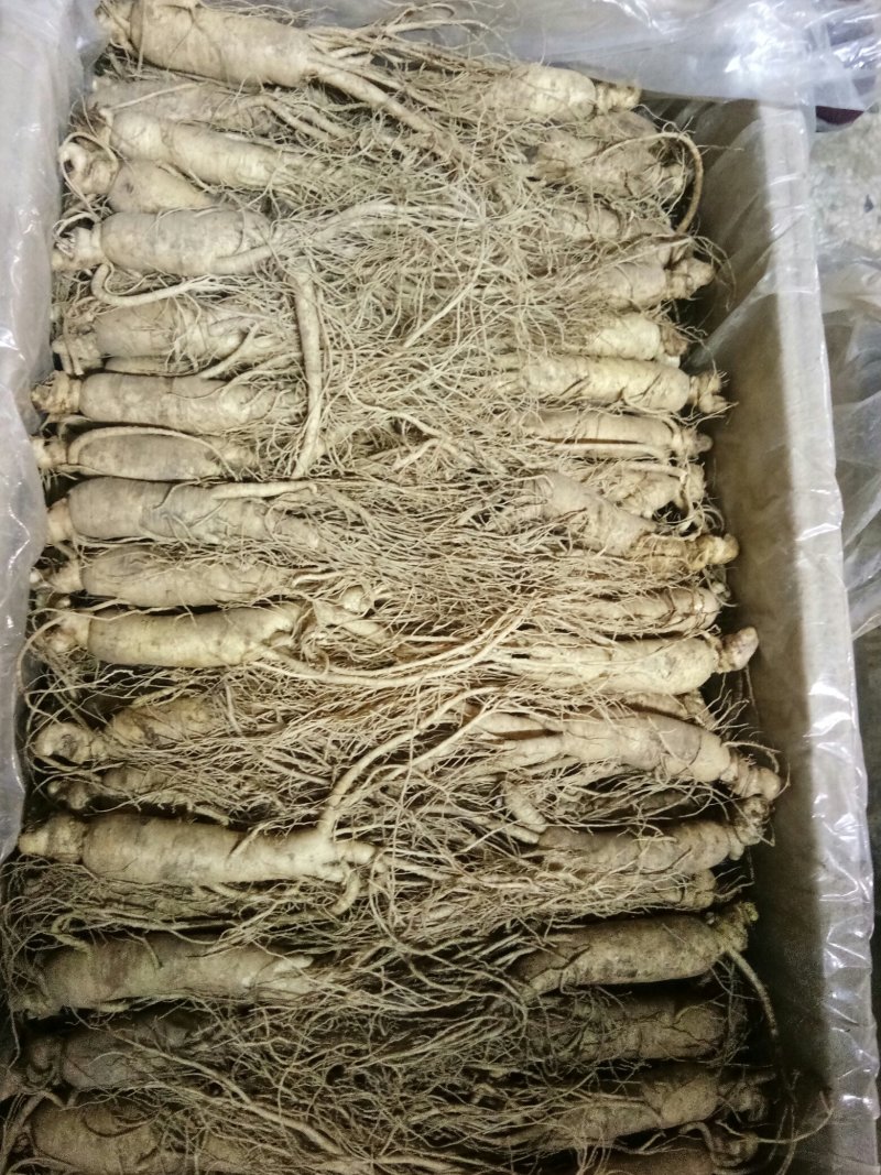 十颗一斤的鲜人参