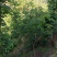 猫尾木根，10一斤