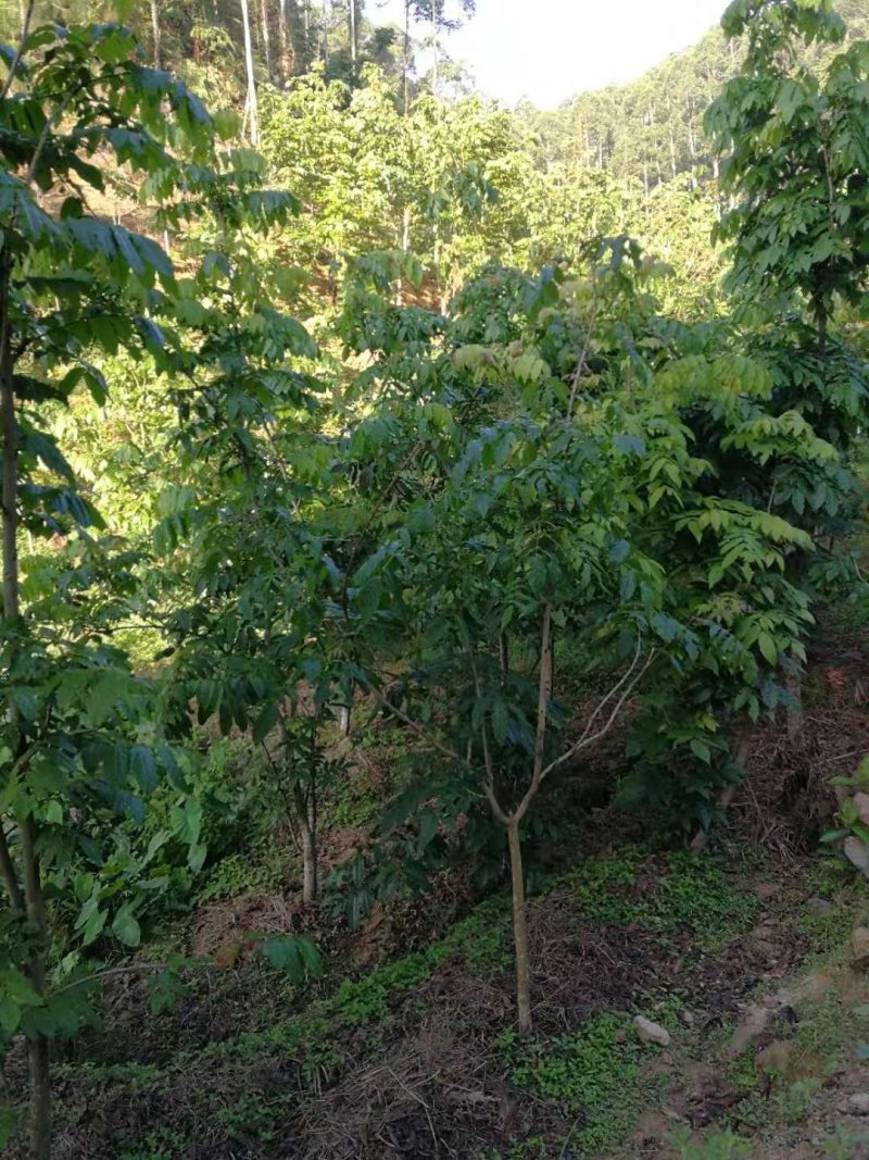 猫尾木根，10一斤