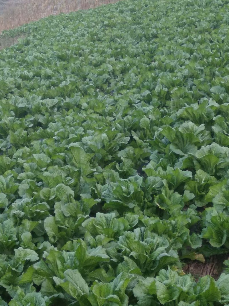农家自种生态青菜