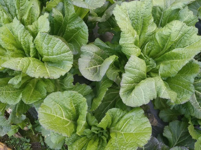 农家自种生态青菜