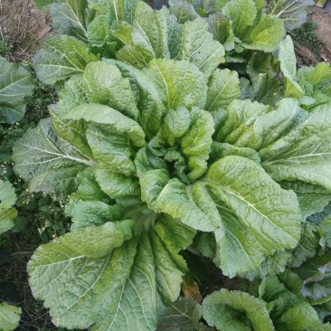 农家自种生态青菜