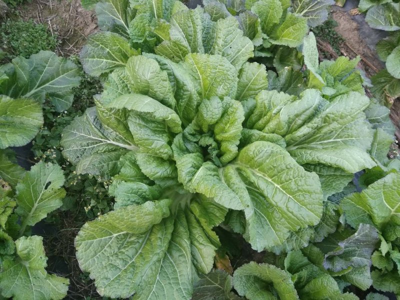 农家自种生态青菜