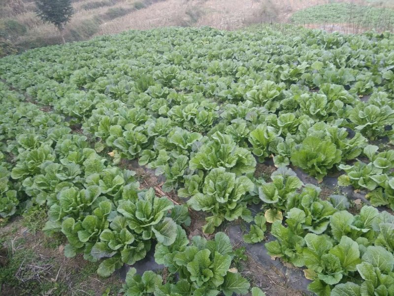 农家自种生态青菜