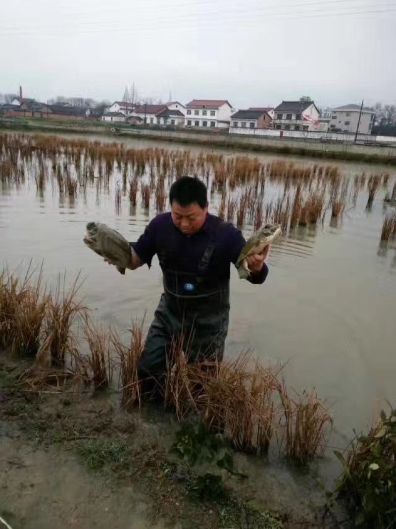 稻田生态甲鱼