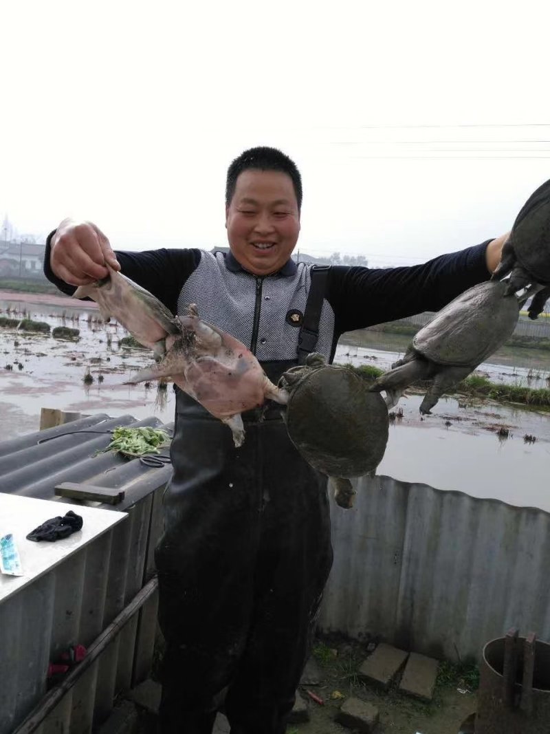 稻田生态甲鱼