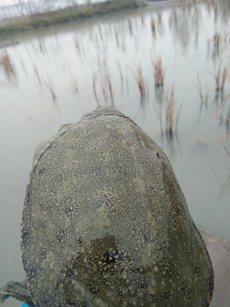 稻田生态甲鱼